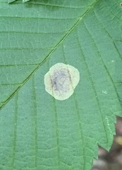 Cameraria ulmella