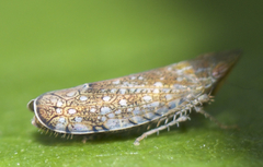 Scaphytopius cinnamoneus