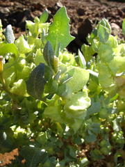 Atriplex lindleyi inflata