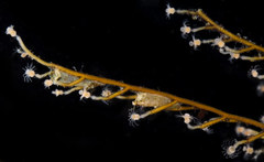 Eudendrium californicum