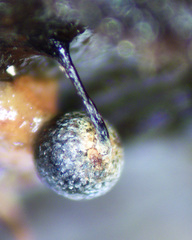 Elaeomyxa reticulospora