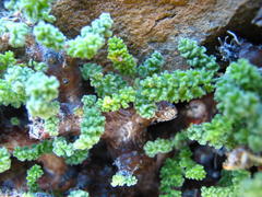 Pelargonium alternans