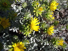 Berkheya cuneata