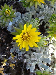 Berkheya cuneata