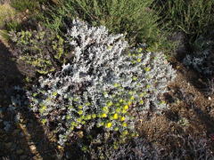 Berkheya cuneata