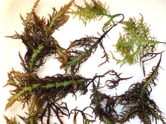Chondracanthus teedei