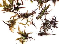 Chondracanthus teedei