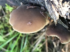 Simocybe sumptuosa