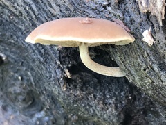 Simocybe sumptuosa