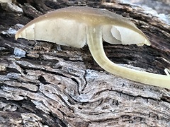 Simocybe sumptuosa