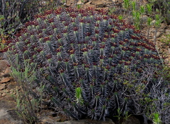 Euphorbia heptagona