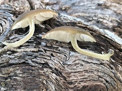 Simocybe sumptuosa