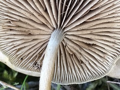 Simocybe sumptuosa