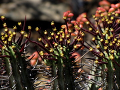 Euphorbia heptagona