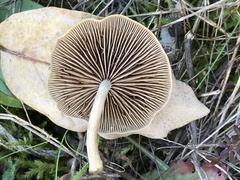 Simocybe sumptuosa