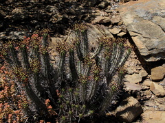 Euphorbia heptagona