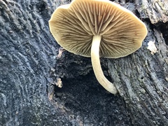 Simocybe sumptuosa