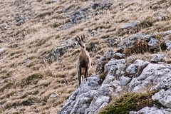 Rupicapra pyrenaica parva