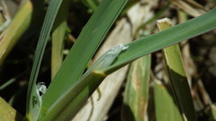 Glyceria declinata