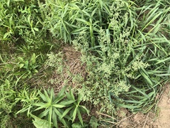 Chenopodium leptophyllum