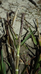 Glyceria declinata