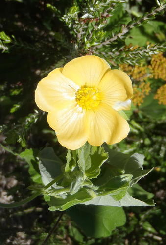 Abutilon sonneratianum (Abutilon sonneratianum)