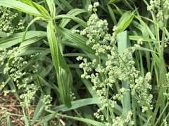 Chenopodium leptophyllum