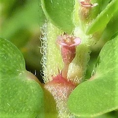 Euphorbia humistrata