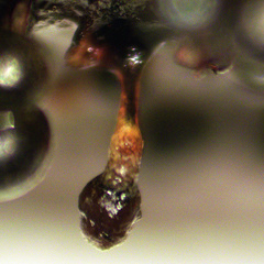 Elaeomyxa reticulospora
