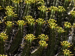Euphorbia heptagona