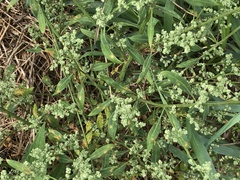 Chenopodium leptophyllum