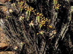 Euphorbia heptagona