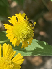 Dialictus