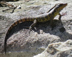 Pseudocordylus microlepidotus microlepidotus