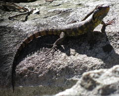 Pseudocordylus microlepidotus microlepidotus