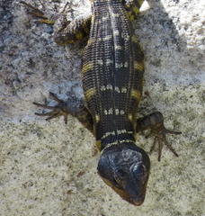 Pseudocordylus microlepidotus microlepidotus
