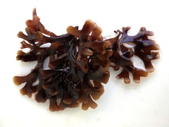 Ahnfeltiopsis devoniensis