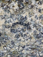 Istiblennius zebra