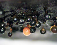 Elaeomyxa reticulospora