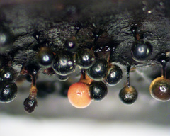 Elaeomyxa reticulospora