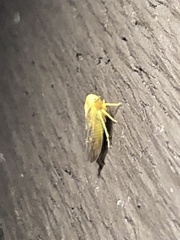 Populicerus suturalis