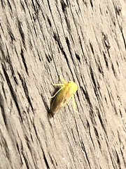 Populicerus suturalis