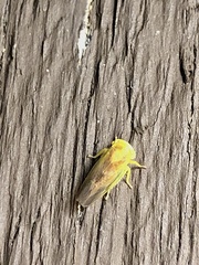 Populicerus suturalis