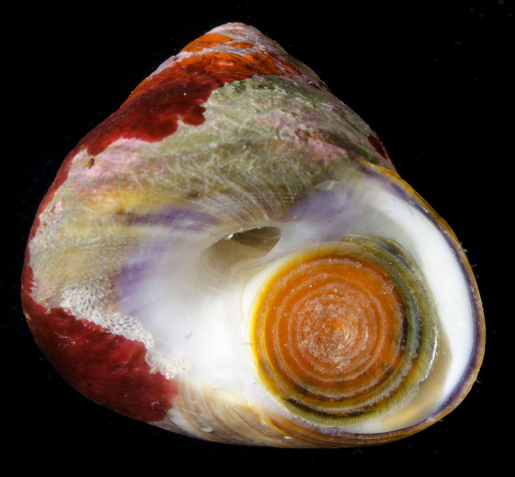 Dusky Tegula