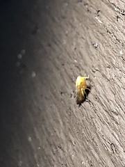 Populicerus suturalis