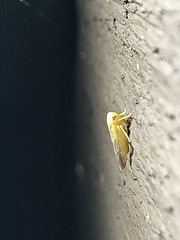 Populicerus suturalis