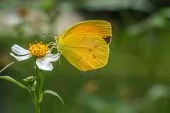 Pyrisitia dina
