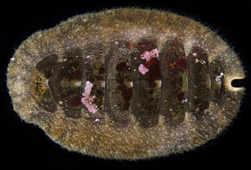 Hind's Chiton
