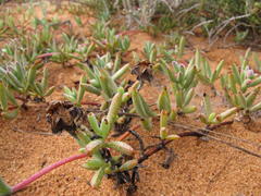 Lampranthus procumbens