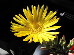 Lampranthus procumbens